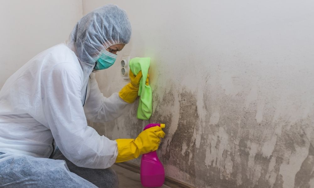 Mold Remediation Services in Tacoma