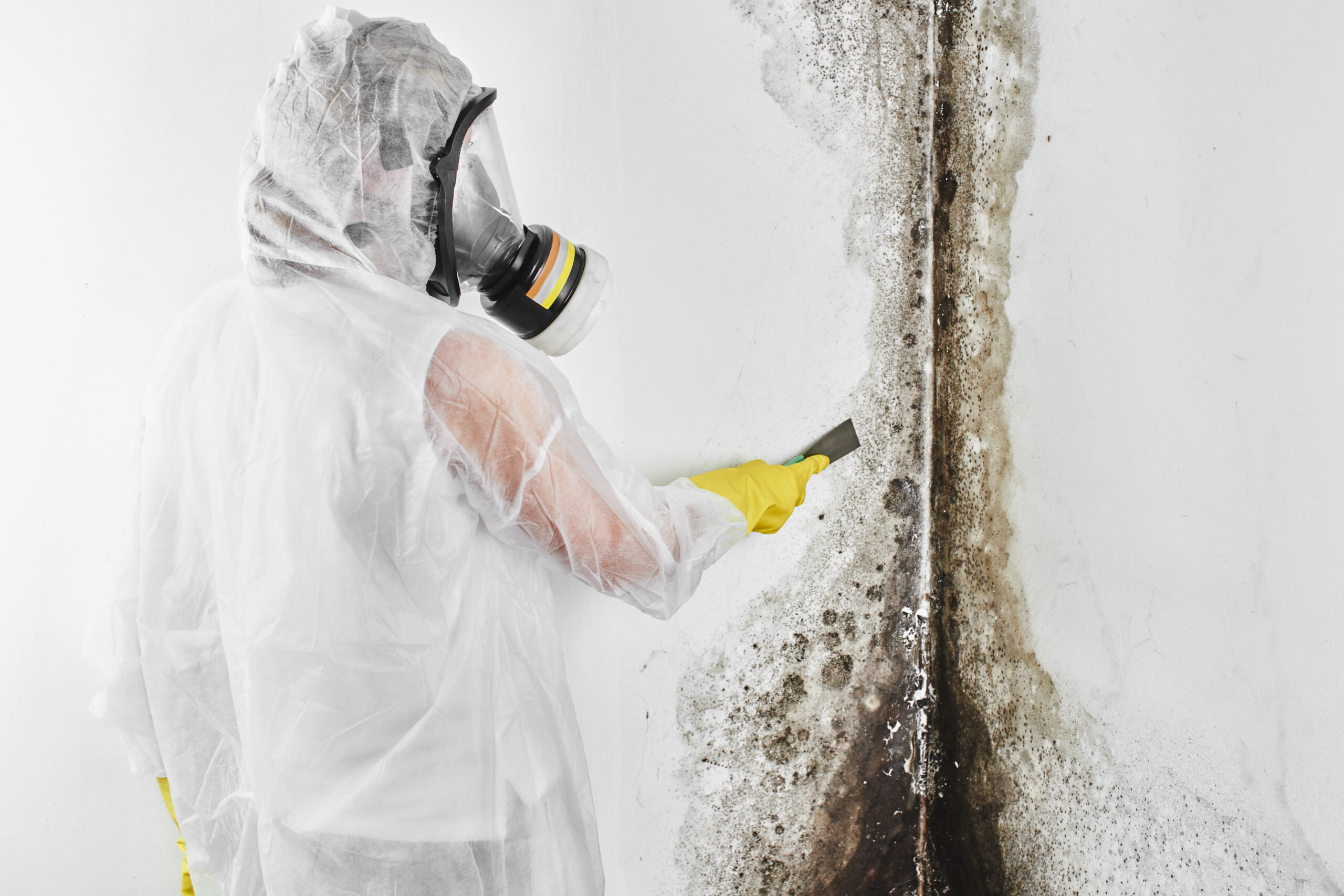 Mold Remediation Services